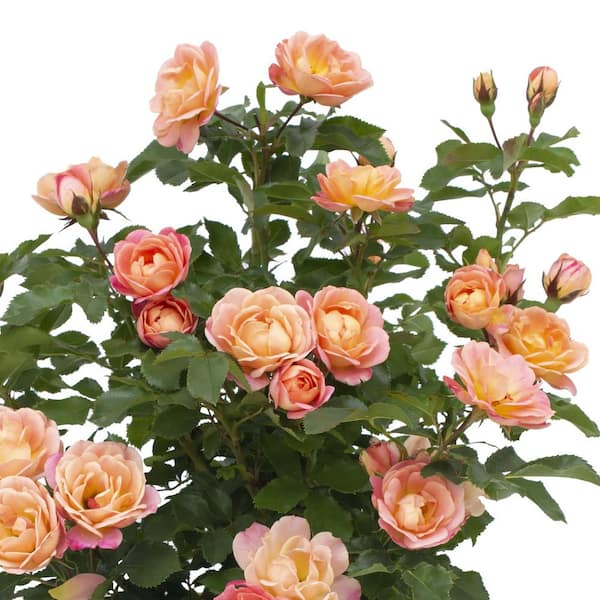 Pink♡Rose Pink Rose Blushing Akito (Stem Length 50 – 60cm) | Upstate