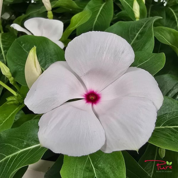 Pure Beauty Farms 4.73 L Vinca Cora Periwinkle Cascade Polka Dot
