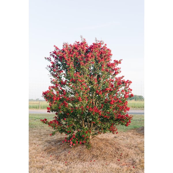 3 Gal. Ruffled Red Magic Crape Myrtle Flowering Shrub with Red Flowers