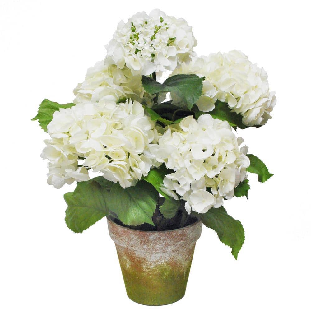 フラワー・ガーデニング ZEROjr Jane Seymour Botanicals 22 in. Potted Hydrangea P4065-WH - The