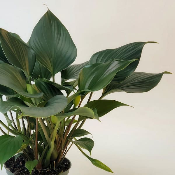 national PLANT NETWORK 6 in. Homalomena Emerald Gem Plant in