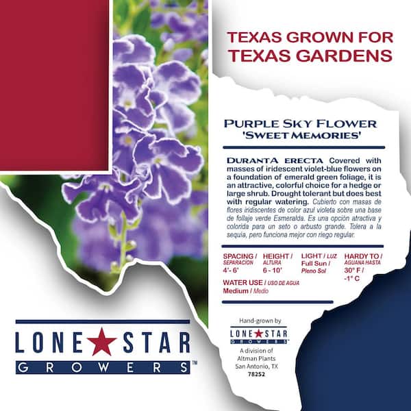 ALTMAN PLANTS Lone Star Growers 8 qt. Skyflower shrub (Duranta