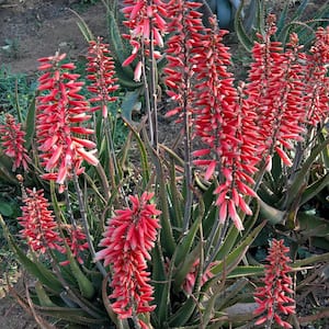 2.5 Qt. Safari Rose Aloe with Rose-Pink Flowers