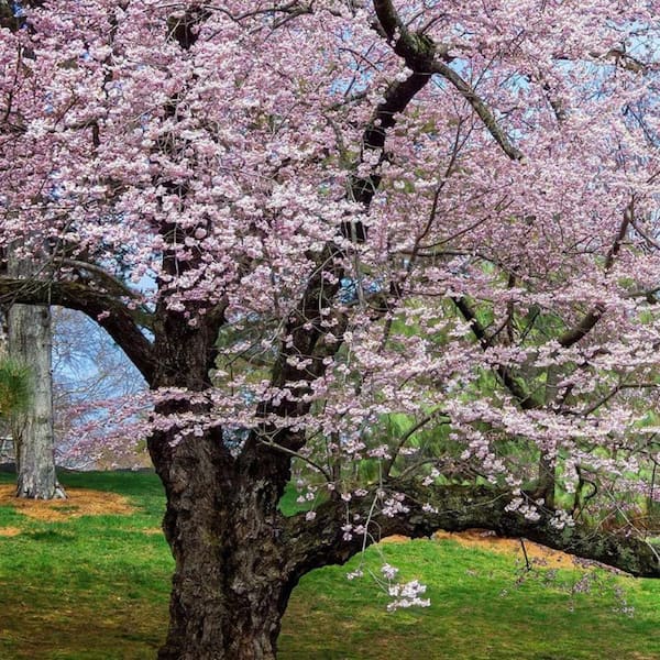 Unbranded 7 Gal. Akebono Cherry Flowering Deciduous Tree with Pink Flowers