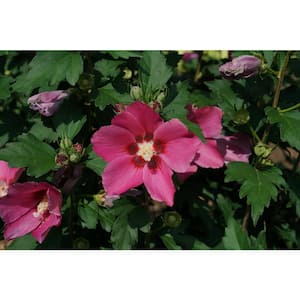 1 Gal. Rouge Paraplu Rose of Sharon (Hibiscus) Live Shrub, Pink-Red Flowers