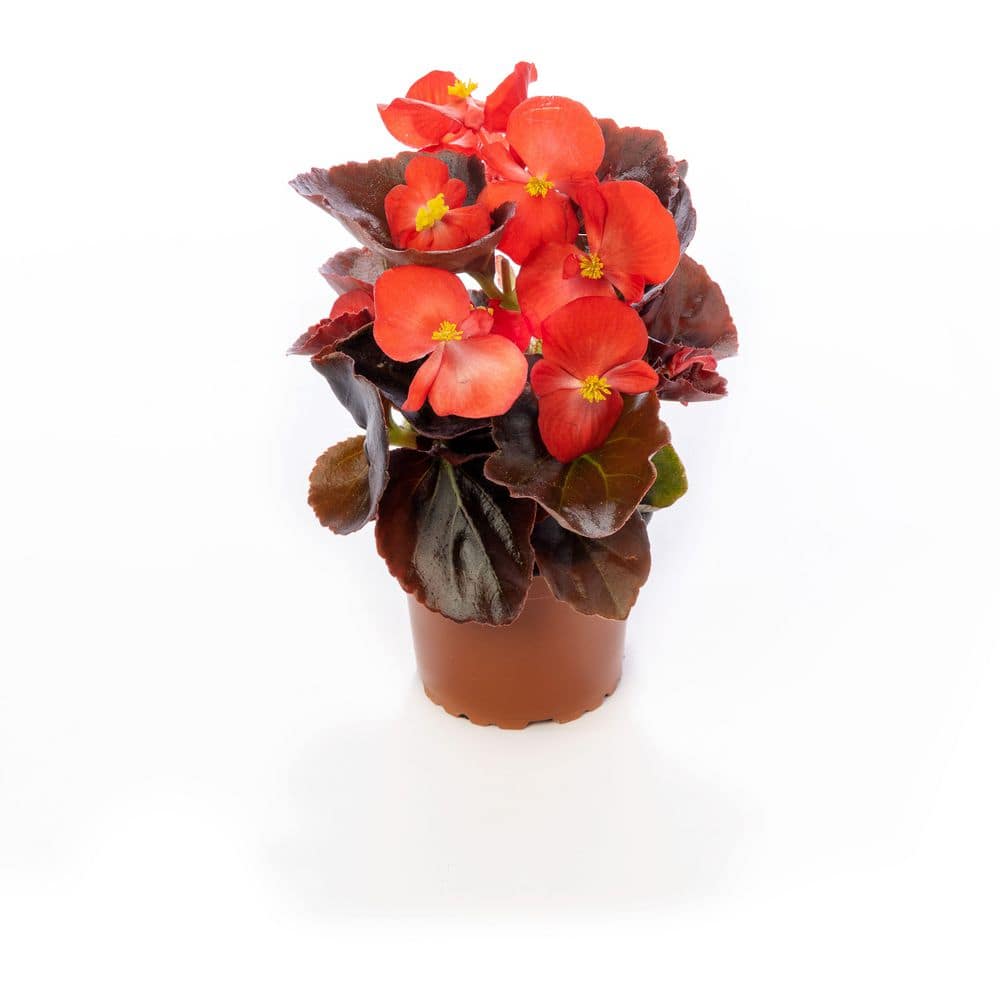1.97 Gal. Begonia Bada Boom Bronze Leaf Scarlet Flower in 2.75 in. Cell Grower's Tray (18- Plant) price history on PriceWatchPro