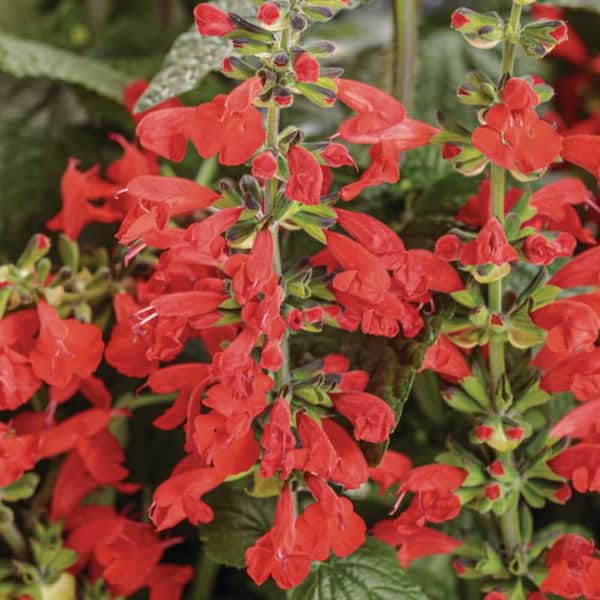 Proven Winners 4.25 in. Eco+ Grande Unplugged Red Scarlet Sage (Salvia Coccinea) Live Annual Plant with Red Flowers 4-Pack