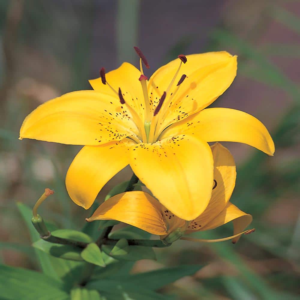 BELL NURSERY 1 Gal. Yellow Asiatic Lily Plant 22892 - The Home Depot