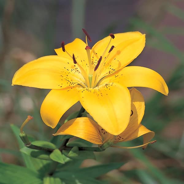 BELL NURSERY 1.15 Qt. Yellow Asiatic Lily Plant