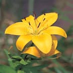 Vigoro 1.71 Pint Yellow Asiatic Lily Plant 22892 - The Home