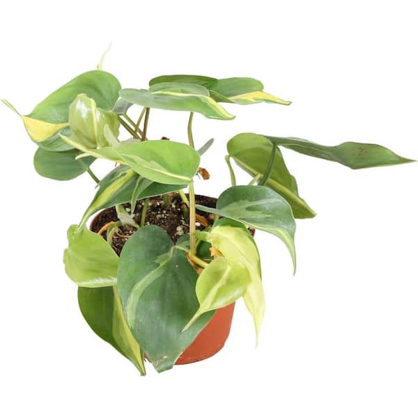 6 snake plant Sansevieria Snake Plant in 6" Grower Pot  Plantboxs.com