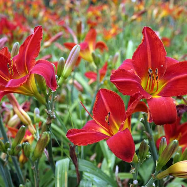 Alder & Oak #5 Container Rosie Meyer Red Daylily Plant