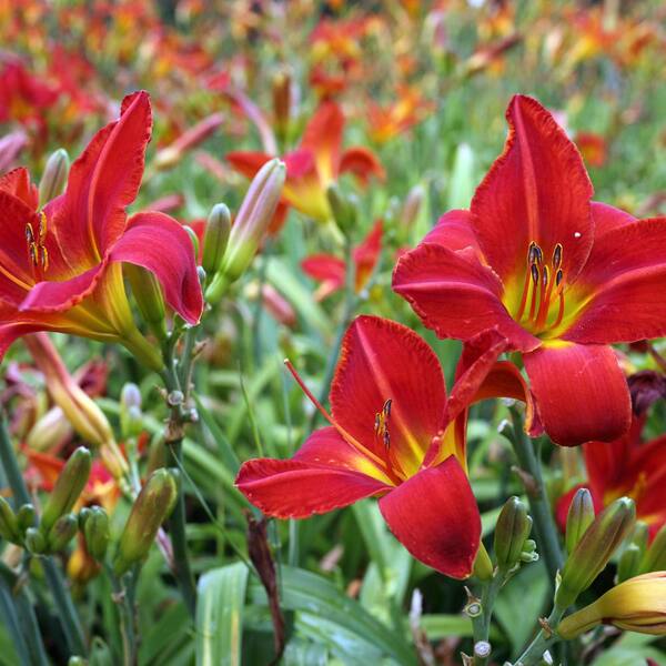 thumbnail image 2 of 4 Red Eye Stella De Oro Daylily Bare Roots - Yellow With Red Eye, Perennial Sun/Partial Shade 2 of 5
