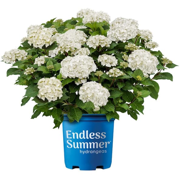 2 Gal. Dream Cloud Hydrangea Shrub with White Flowers