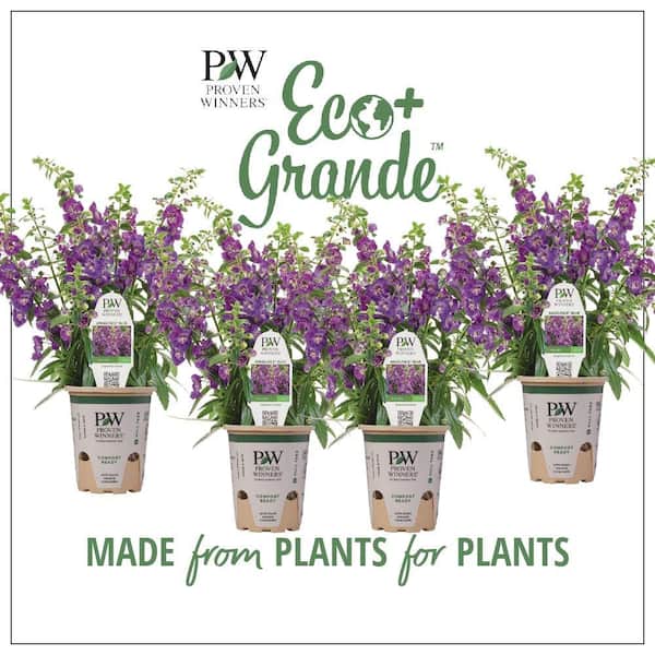 PROVEN WINNERS 4.25 in. Eco+Grande, Angelface Blue Summer Snapdragon