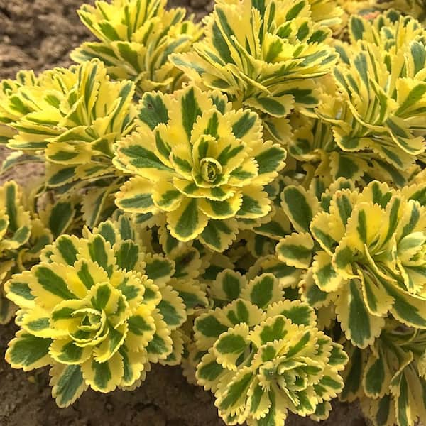 Spring Hill Nurseries Atlantis Sedum Live Breroot Plant Yellow and Green Variegated Foliage Groundcover Perennial (1-Pack)