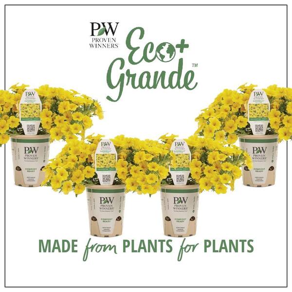PROVEN WINNERS 4.25 in. Eco+Grande Superbells Yellow (Calibrachoa) Live Plant, Yellow Flowers (4-Pack)