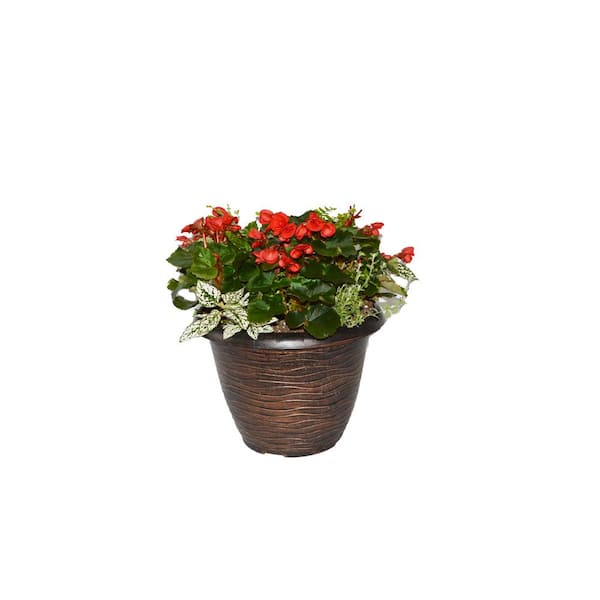 Unbranded 13 in. Red Begonia Planter