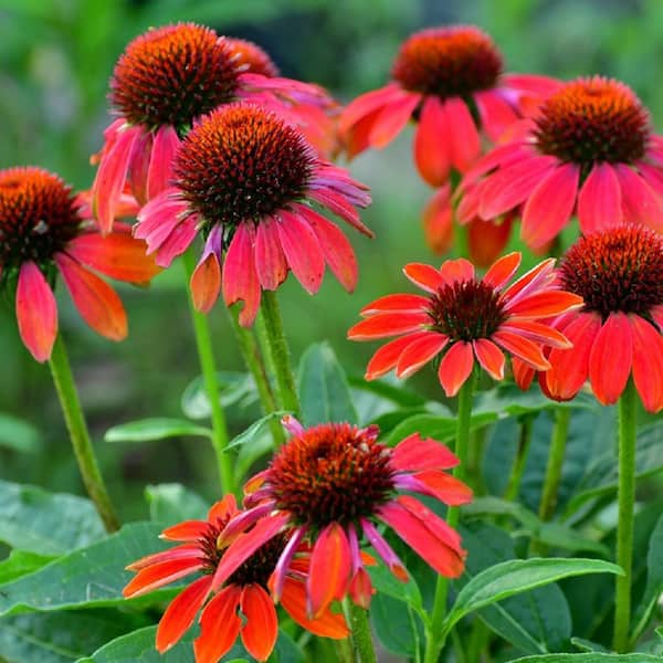 Pennington 1 Gal. Echinacea Sombrero Hot Coral Coneflower Perennial Plant (1-Pack)