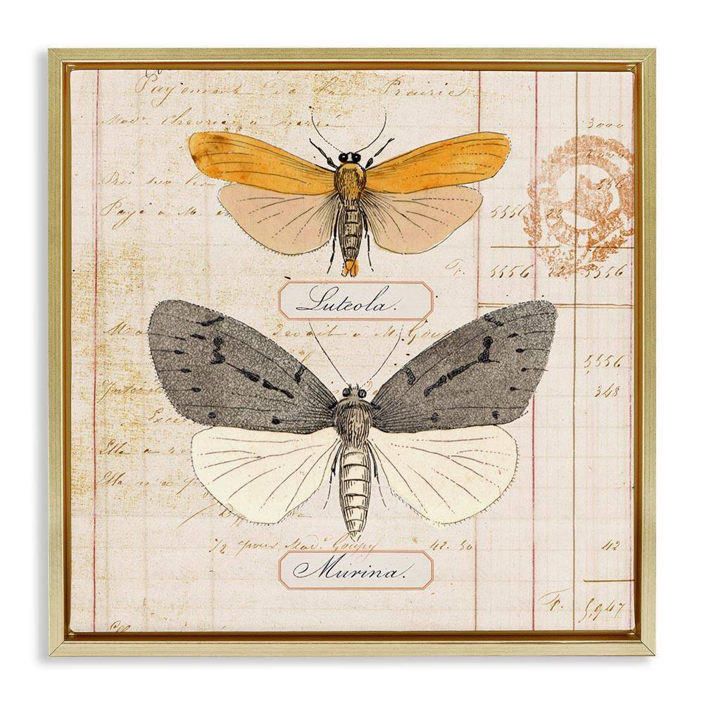 Yellow & Grey Butterflies by Susan Arnot Gold Floater Frame Animal Graphic Art Print 25 in. x 25 in. price history on PriceWatchPro