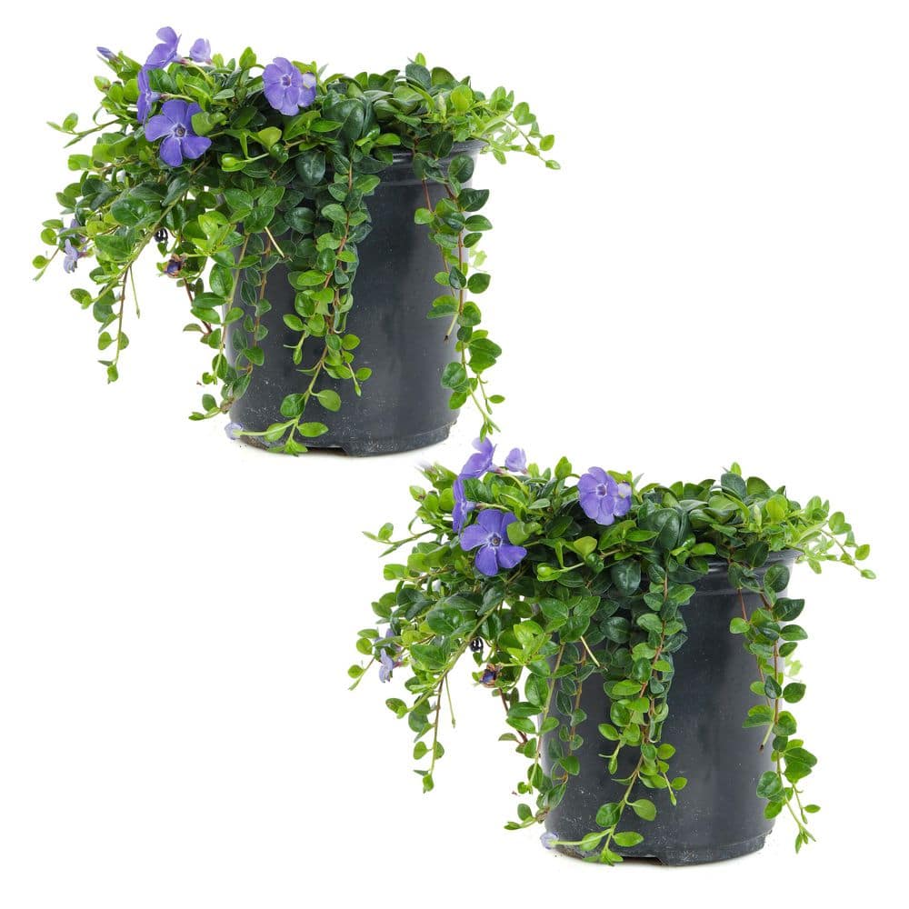 1 Gal. Bowles Mauve Vinca Minor Annual Plant with Blue Flowers (2