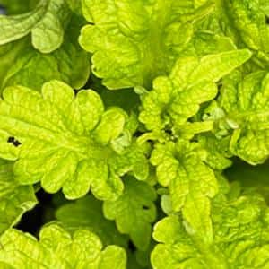 Coleus Gold Lace – Premier Growers, Inc.