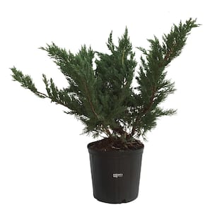 juniper parsonii Live Outdoor Plant in Growers Pot Avg Shipping Height 2 ft. to 3 ft. Tall