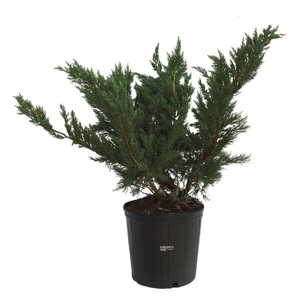 NATURE'S WAY FARMS juniper parsonii Live Outdoor Plant in Growers Pot ...