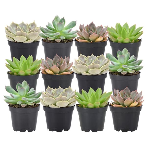2 in. Mini Succulents in Black Grower Pot (12-Pack)