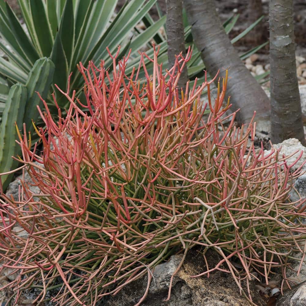 8 in. Euphorbia Tirucalli Firestick Succulent Plant With Yellow Flowers