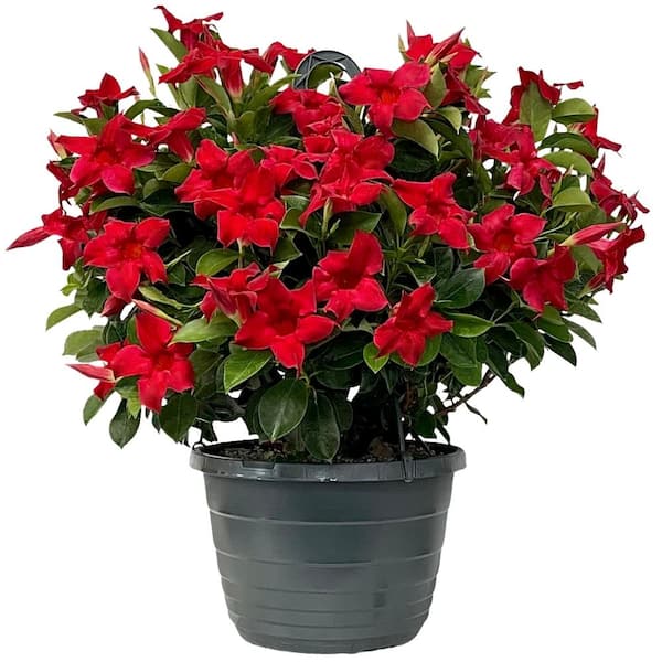 NATURE'S WAY FARMS 1.25 Gal. Mandevilla Plant with Red Flowers in Hanging Basket