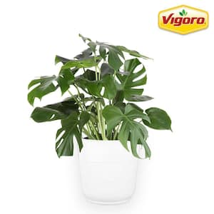 10 in. Philodendron Monstera Swiss Cheese Plant in White Plastic Deco Pot