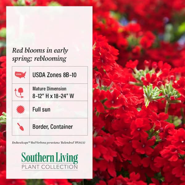 2.5 Qt. Endurascape Red Verbena - Perennial Plant with Clusters of Small Red Blooms