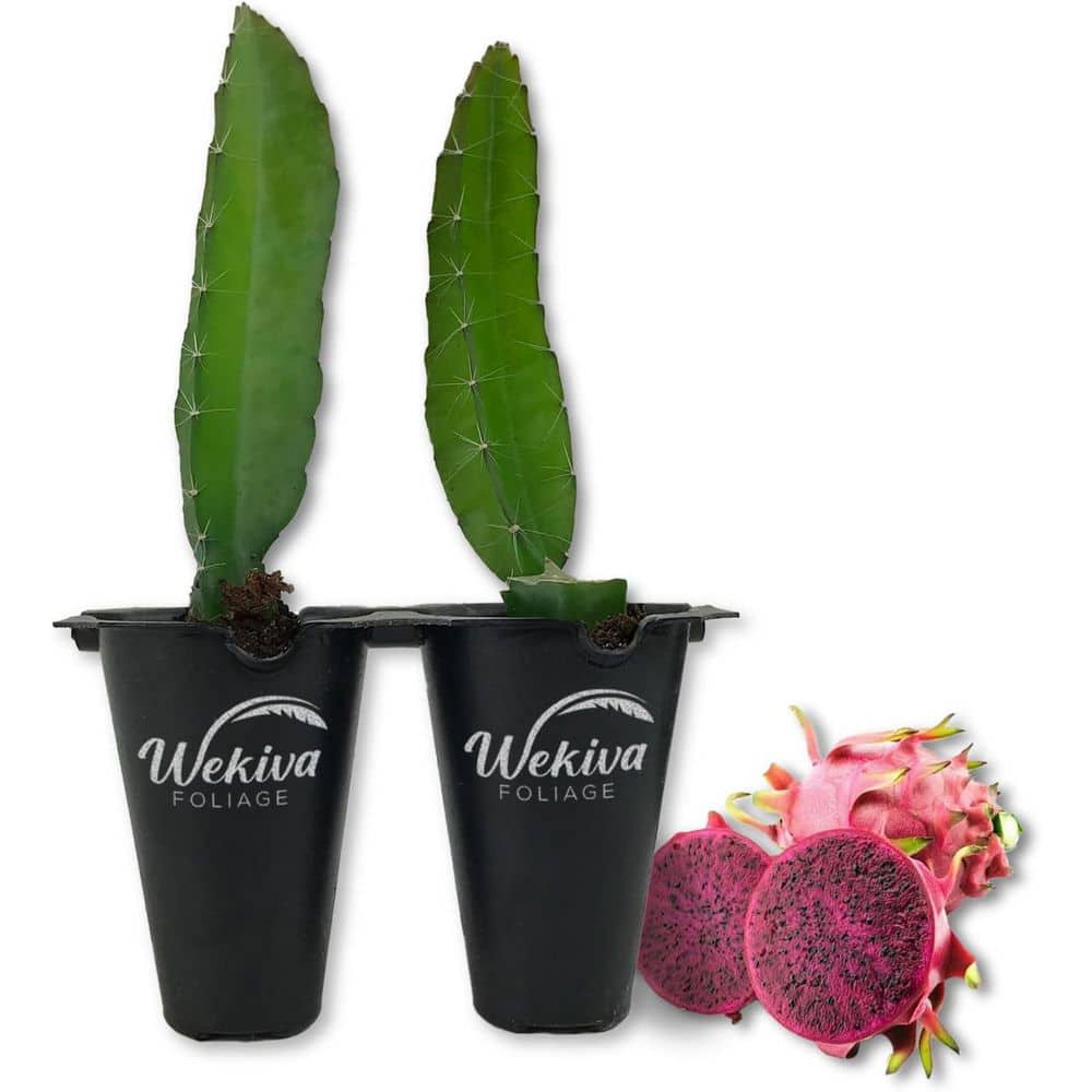 Edgar's Baby Dragon Fruit Tree-2 Live Tissue Culture Starter Plants-Hylocereous Undatus-Edible Fruit price history on PriceWatchPro
