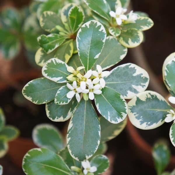 2.5 Gal - Variegated Pittosporum, Live Evergreen Shrub, Green and White Variegated Foliage