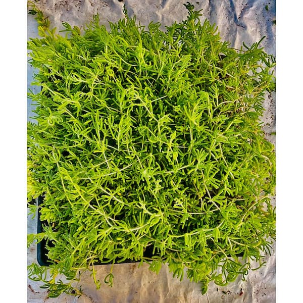 Pink Ice Plant with Pink Flowers, Indoor Outdoor Succulent Plants Drought Resistance Dicrocaulon Ramulosum (10-Pack)