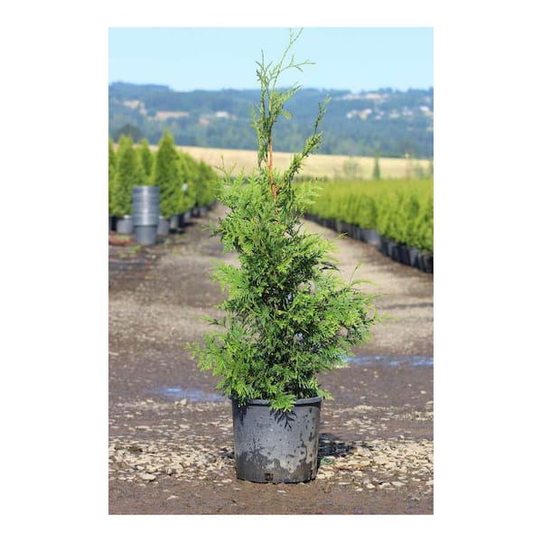 Online Orchards 5 gal. Green Giant Arborvitae with Among the
