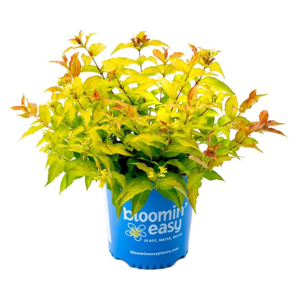 BLOOMIN' EASY 2 Gal. Firefly Honeysuckle (Diervilla) Live Shrub, Bright Yellow Flowers