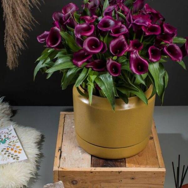 LIS CALLA｜“IN HER GREATEST YEARS” Be My® Destiny - Calla Lily - Zantedeschia hybrid | Proven