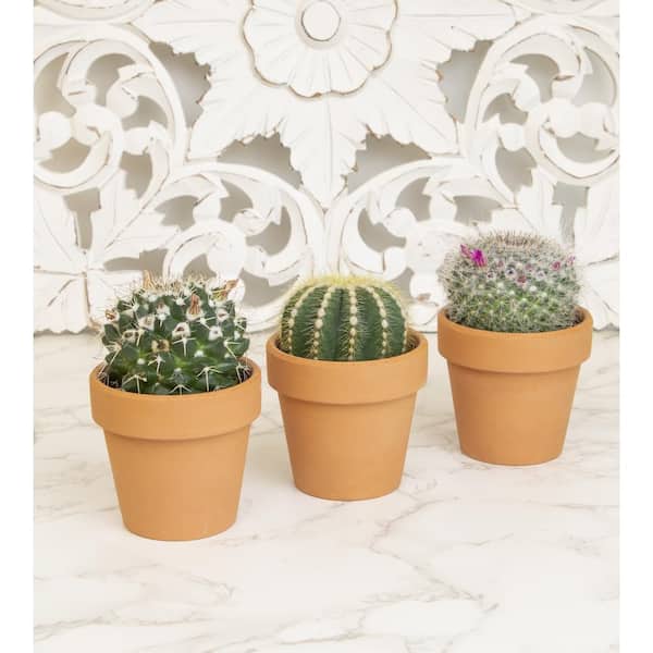 PLANTS 2.5 Assorted Cactus in Terra Cotta Clay Pot 0872533 - The Home Depot
