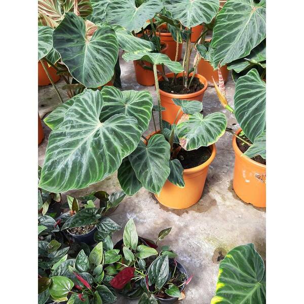 Philodendron verrucosum 2 奇形 フィロデンドロン Philodendron verrucosum 2 – AABexotics