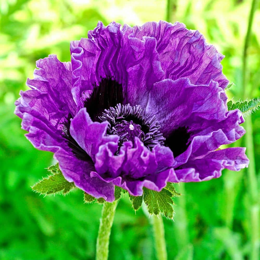 Dark Pink Opium Poppy Flowers Plants 3 Bunches Clay Miniature Dollhouse  Flower