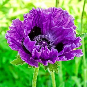Central Park Red Flowering Oriental Poppy Dormant Bare Root Perennial Plant Roots (3-Pack)