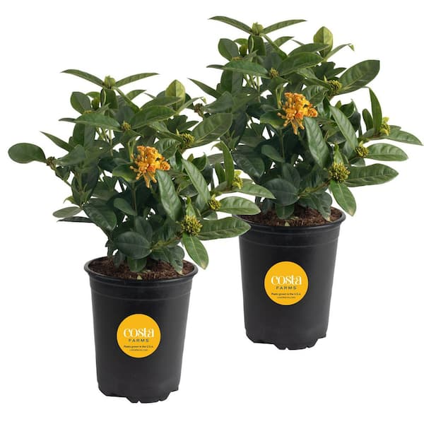 Costa Farms Grower's Choice Outdoor Ixora Taiwanese Plant in 2.5 qt. Grower Pot, Avg. Shipping Height 18 in. to 24 in.