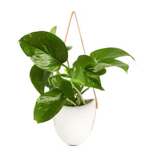 4.5 in. Pothos Devil's Ivy in Hanging White Ceramic Planter Pot with Leather Strap