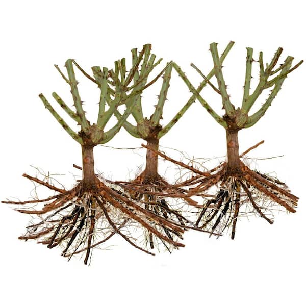 Bareroot Scentables Bouquet Rose Bush Combo with Apricot, Pink, and Golden Yellow Flowers (3-Pack)