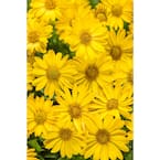 4.25 in. Grande Bright Lights Yellow African Daisy (Osteospermum) Live Plant, Yellow Flowers (4-Pack)