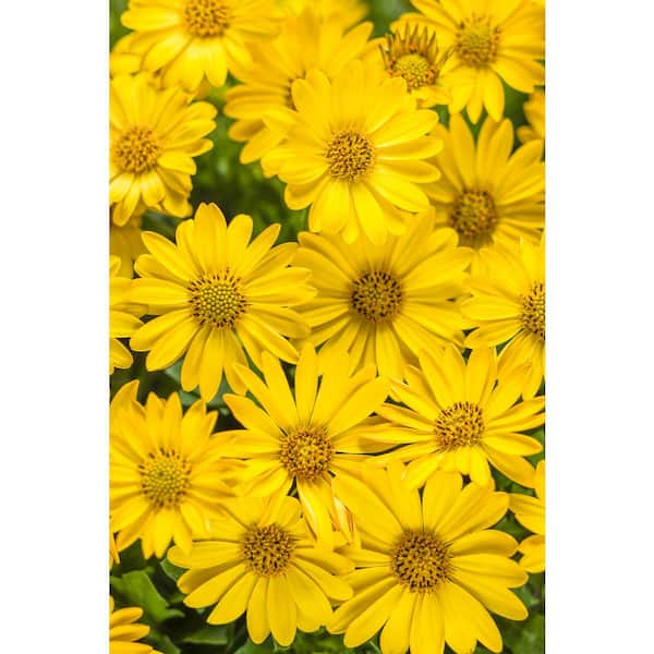 PROVEN WINNERS 4.25 in. Grande Bright Lights Yellow African Daisy (Osteospermum) Live Plant, Yellow Flowers (4-Pack)