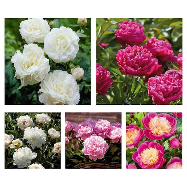 Mother's Choice, Karl Rosenfield, Festiva Maxima, Sarah Bernhardt, Bowl Of Beauty Peonies (Set of 3 Roots Each)