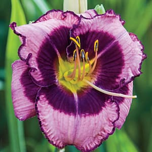 MacBeth Reblooming Daylily (Hemerocallis), Live Bareroot Perennial Plant, Lavender Flowers (3-Pack)